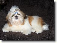 Šicu, Shih-Tzu