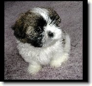 Šicu, Shih-Tzu
