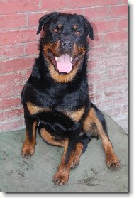 Rottweiler