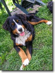 Berner Sennenhund