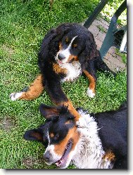Berner Sennenhund