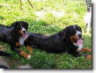 Berner Sennenhund