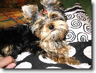 Jorkšírský terier, Yorkshire Terrier,