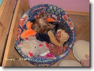 Jorkšírský terier, Yorkshire Terrier,