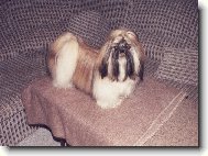 Šicu, Shih-Tzu