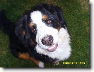 Berner Sennenhund