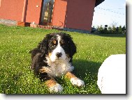 Berner Sennenhund