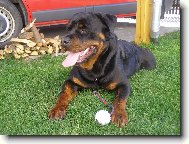 Rottweiler