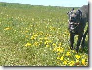 Deutsche Dogge