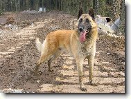 Chien de Berger Belge - Malinois