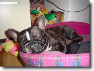Bouledogue francais, French Bulldog