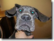 Deutsche Dogge