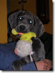 Deutsche Dogge