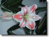 Hippeastrum