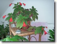 Kohleria