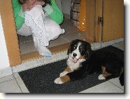 Berner Sennenhund
