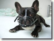 Bouledogue francais, French Bulldog