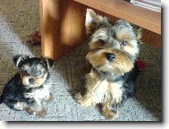 Jorkšírský terier, Yorkshire Terrier,