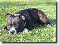 Staffordshire Bullterrier