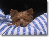 Jorkšírský terier, Yorkshire Terrier,