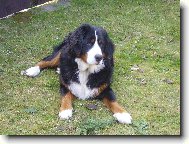 Berner Sennenhund