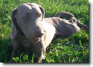 Weimaraner, Weimaraner Vorsterhund