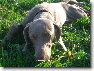 Weimaraner, Weimaraner Vorsterhund