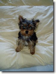 Jorkšírský terier, Yorkshire Terrier,