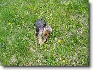 Jorkšírský terier, Yorkshire Terrier,