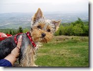 Jorkšírský terier, Yorkshire Terrier,