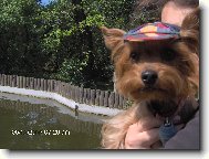 Jorkšírský terier, Yorkshire Terrier,