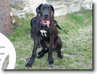 Deutsche Dogge
