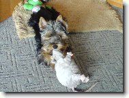 Jorkšírský terier, Yorkshire Terrier,