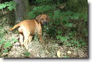 Rhodesian Ridgeback