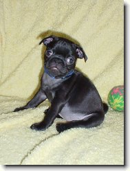 Pug