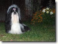 Šicu, Shih-Tzu