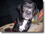 Deutsche Dogge