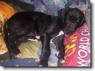 Deutsche Dogge