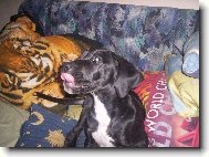 Deutsche Dogge