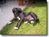 Deutsche Dogge
