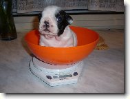 Bouledogue francais, French Bulldog