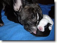 Bouledogue francais, French Bulldog