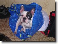 Bouledogue francais, French Bulldog
