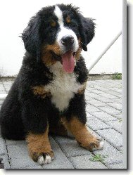 Berner Sennenhund