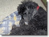 Poodle, Caniche