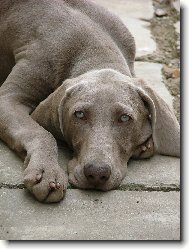 Weimaraner, Weimaraner Vorsterhund