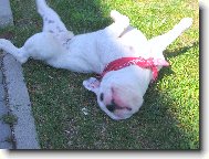 Bouledogue francais, French Bulldog