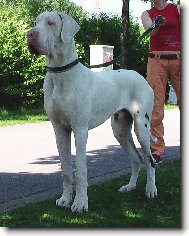 Deutsche Dogge