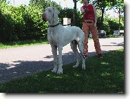 Deutsche Dogge