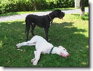 Deutsche Dogge